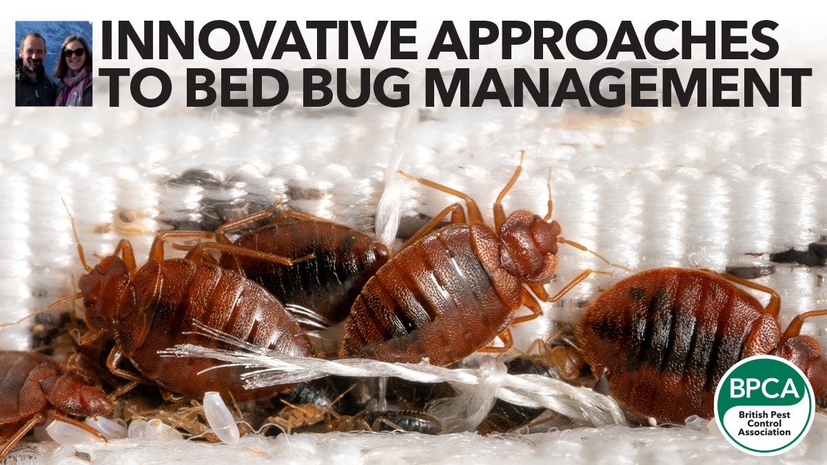 bedbug hero bedbug hero